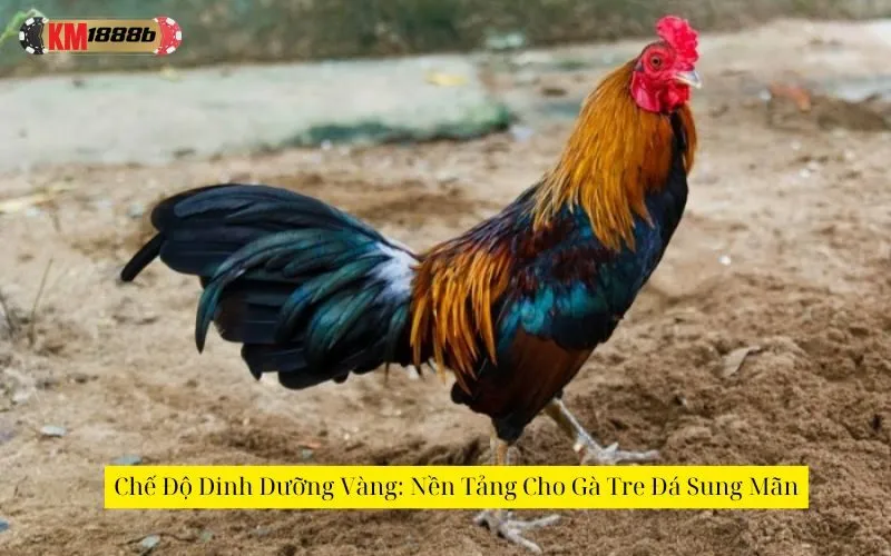 Chế Độ Dinh Dưỡng Vàng: Nền Tảng Cho Gà Tre Đá Sung Mãn
