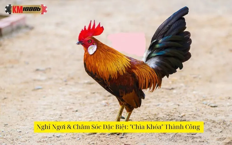 Nghỉ Ngơi & Chăm Sóc Đặc Biệt: "Chìa Khóa" Thành Công 
