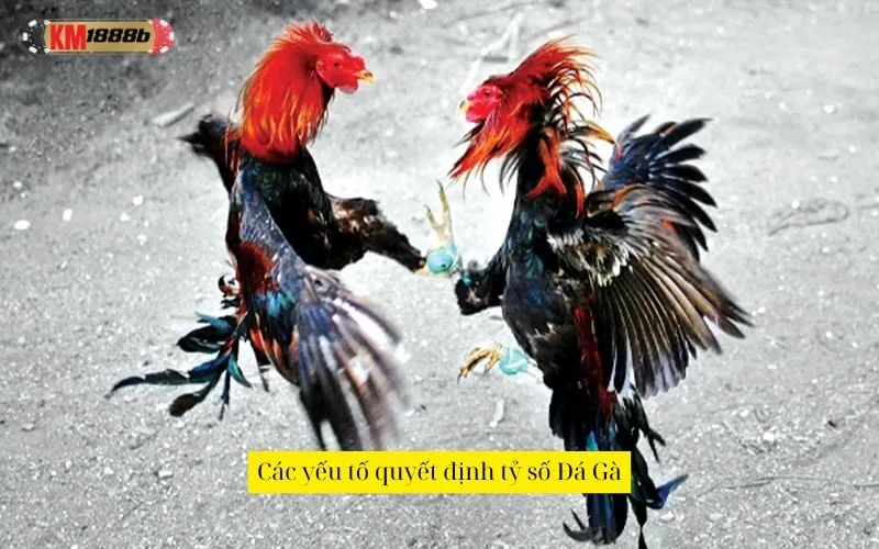 Các yếu tố quyết định tỷ số Đá Gà
