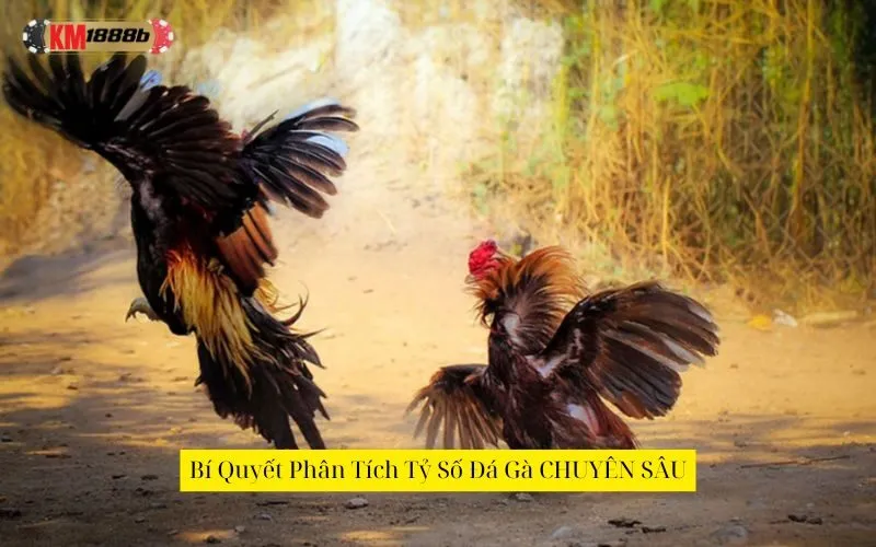 Bí Quyết Phân Tích Tỷ Số Đá Gà CHUYÊN SÂU