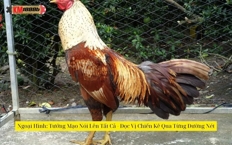 Ngoại Hình: Tướng Mạo Nói Lên Tất Cả - Đọc Vị Chiến Kê Qua Từng Đường Nét