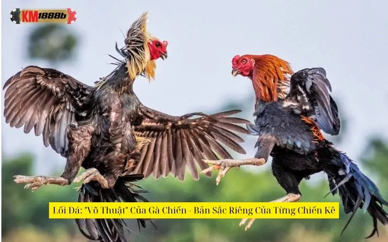 Lối Đá: "Võ Thuật" Của Gà Chiến - Bản Sắc Riêng Của Từng Chiến Kê
