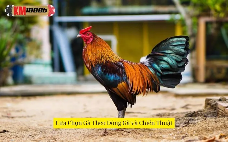 Lựa Chọn Gà Theo Dòng Gà và Chiến Thuật