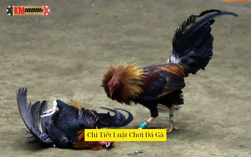 Chi Tiết Luật Chơi Đá Gà