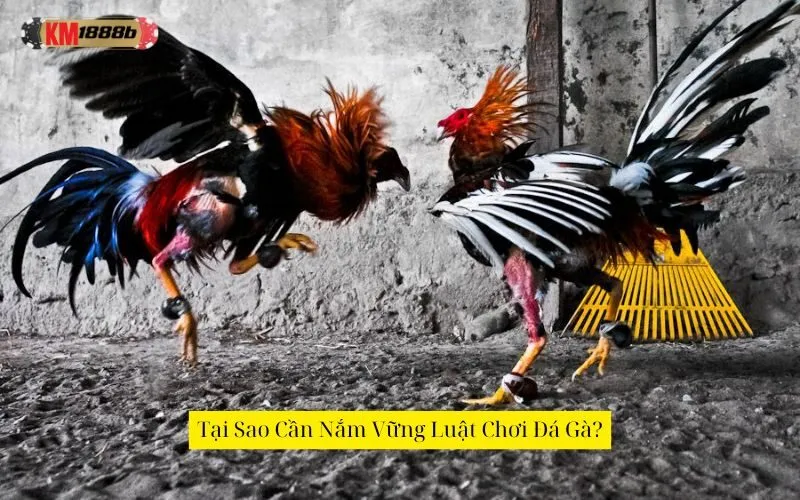 Tại Sao Cần Nắm Vững Luật Chơi Đá Gà?