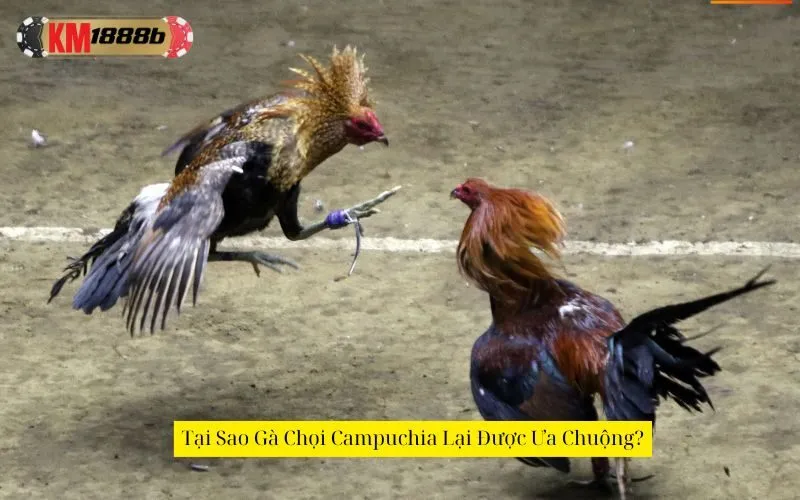 Tại Sao Gà Chọi Campuchia Lại Được Ưa Chuộng?