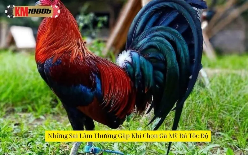 Những Sai Lầm Thường Gặp Khi Chọn Gà Mỹ Đá Tốc Độ