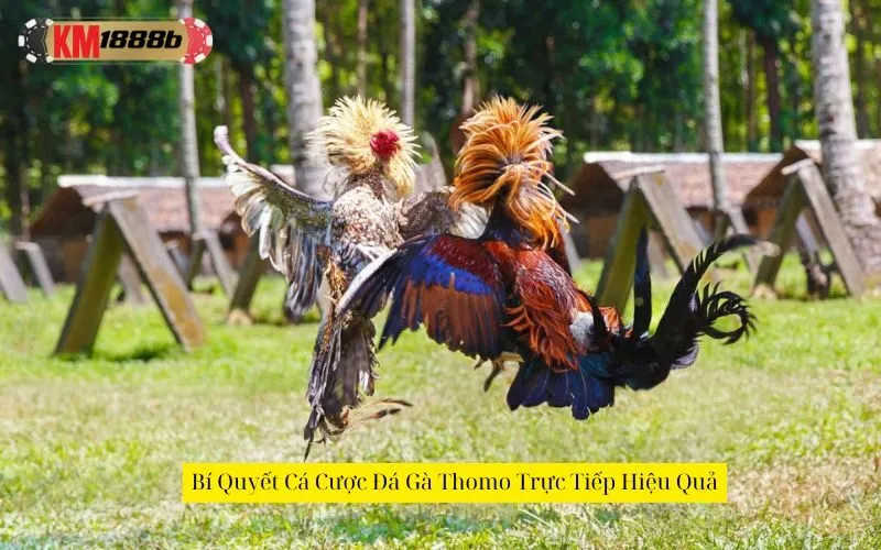Bí Quyết Cá Cược Đá Gà Thomo Trực Tiếp Hiệu Quả