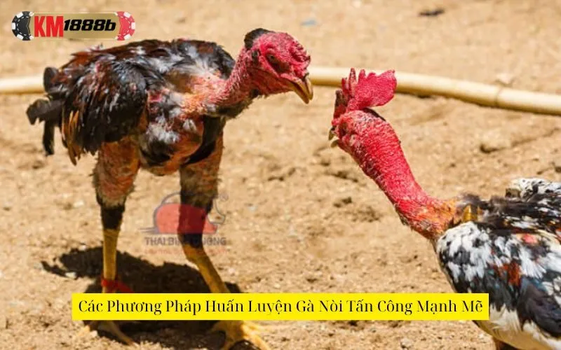 Các Phương Pháp Huấn Luyện Gà Nòi Tấn Công Mạnh Mẽ