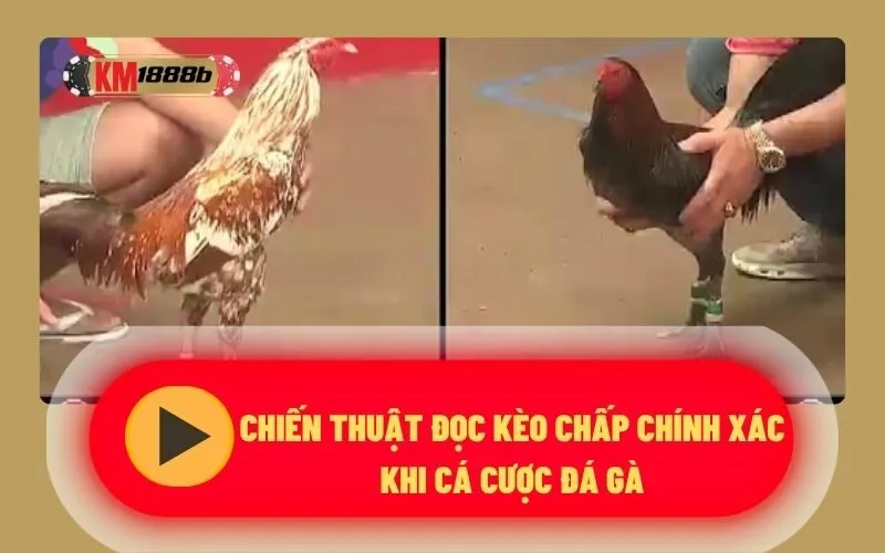 Chiến thuật đọc kèo chấp chính xác khi cá cược đá gà